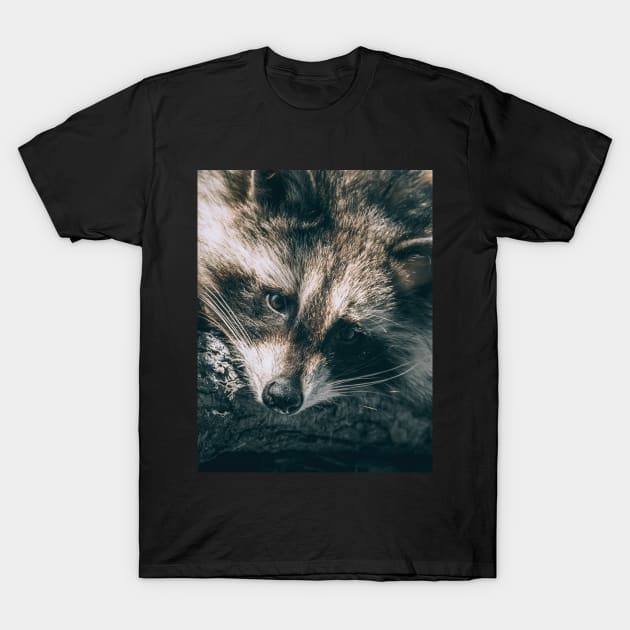 Sunbathing Raccoon Sleeping in a Tree Nature Photography T-Shirt by love-fi